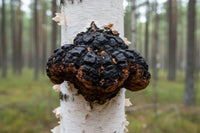 Chaga : le champignon antioxydant le plus puissant ? - vitalfusion