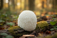 Lion’s Mane : mémoire et concentration soutenues par la science - vitalfusion