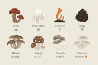 Mushroom Complex : guide complet des 10 champignons médicinaux 2026